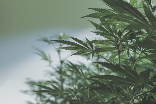 Legalization pushes MPI to increase spending on impaired-driving campaign