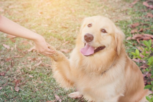 Petplan launches new plan with Ontario SPCA
