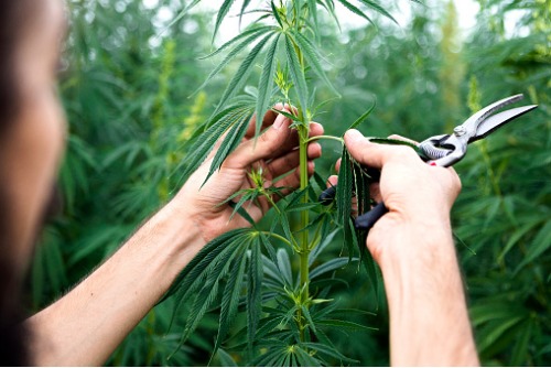 Have your say on legalization’s impact on insurance