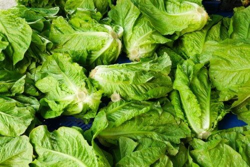 Romaine lettuce E. coli saga highlights gap between CGL and property insurance policies