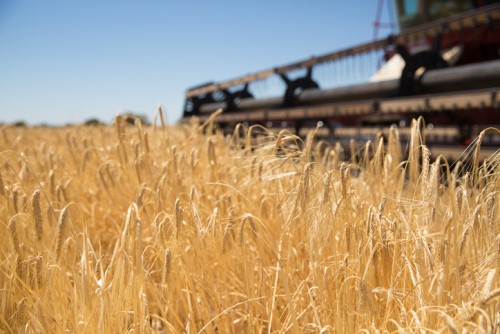 IAG unveils multi-peril crop insurance