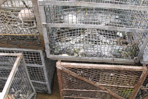 PEI oyster growers say private crop insurance too costly