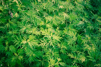 Insurance group reveals bad news about legal pot in the USA