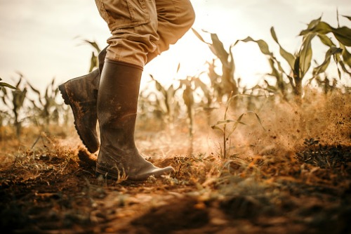 Thailand to expand crop insurance programme