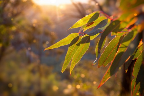 NRMA Insurance helps tackle heat stress in Western Sydney