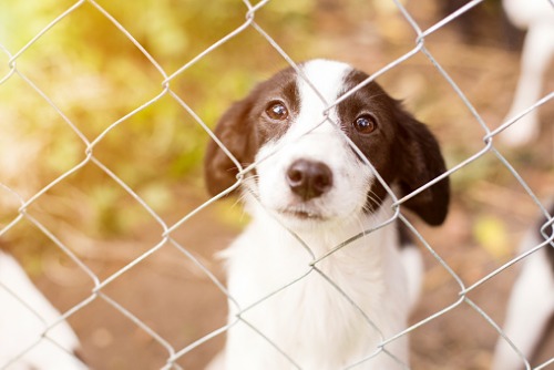 Seoul government to subsidise insurance for adopted stray dogs