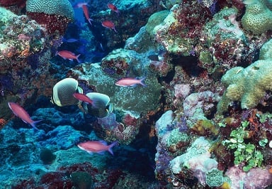 Singapore insurer could be on hook for Rp6 trillion bill over British cruise liner’s reef damage