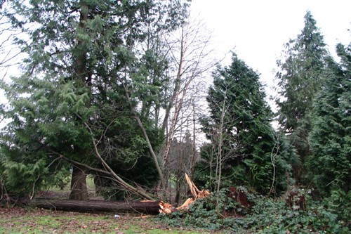 Edmonton storm leads to numerous wind-damage reports