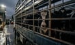 Drover's cattle truck fall nets serious injury certificate after years-long fight