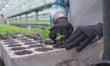 Queenstown Nursery loses unjustified dismissal claim brought by casual workers