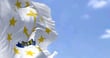 Rhode Island sets new capital and governance rules for big nonbank servicers