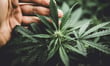 House lawmakers make a fourth attempt at a federal safe harbor for cannabis insurers