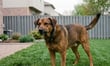 Dog bite pits three carriers against each other after one goes silent