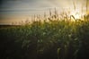 Amynta completes agribusiness push with Southern States acquisition