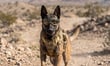 A CIA backed Silicon Valley startup has just raised $200m for gene-edited dogs