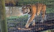 Tiger attack fatality raises questions over where zoo cover stops