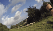 Insurer tip-off halts £64,800 sheep fraud claim in Devon