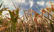 Wet Prairie harvest puts crop insurance quality claims in focus
