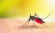 Dengue risk is rising in Australia, but travel is still where most cases start