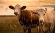 Meat and poultry sector tests the limits of traditional BI cover