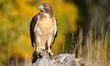 Latest inflation print is fuel for RBA hawks