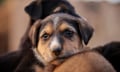 NAPHIA: Only 4.27% of US pets insured despite decade of double-digit growth