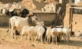 Rokstone Agriculture hits $125 million as livestock demand grows