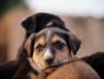 NAPHIA: Only 4.27% of US pets insured despite decade of double-digit growth