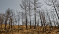 Record El Niño arrives as reinsurance pricing hits cycle lows