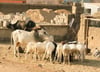 Rokstone Agriculture hits $125 million as livestock demand grows