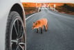 Animal strikes make up most comprehensive losses in these states
