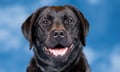 Meet Smoky: the insurance industry's first therapy dog ambassador — and why it matters