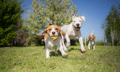 UK pet insurance market expected to more than double by 2030