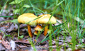 Mushroom insurance soars after Australian murder case