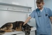 Vet costs up 60% since 2016, but pet policy limits lag behind