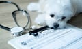 UK pet insurance rates fall again as cost pressures mount – Defaqto