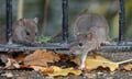 Northern Ireland homeowners urged to rat-proof homes