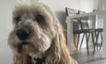 Owner of dead cockapoo calls for mandatory third-party pet insurance after fatal attack