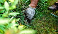 Ottawa removes insurance barrier for volunteers fighting invasive species in city green spaces