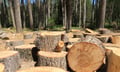 Hub International launches program focused on forestry