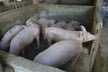 Philippine LGUs prepare insurance, cash aid for hog raisers following swine fever outbreak