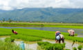 Philippine crop insurance claims allocation jumps fivefold