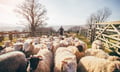 Sheep farmers trim insurance amid plummeting prices