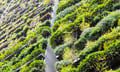 How to manage risk of green walls