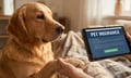 Big cats enter pet insurance: Why global giants are turning to Lassie