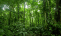 MetLife recommits to saving Australia's rainforest seeds