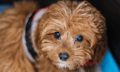 NSW claims crown as Australia's Cavoodle capital