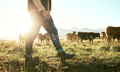 New insurance service targets struggling dairy sector