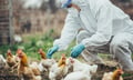 Bird flu compensation leaves business interruption insurance gap