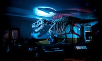 Jur-asset Park? T Rex skeleton cost UHNW investor more than $50M